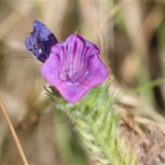 Echium plantagineum at West Wodonga, VIC - 31 Dec 2024 by KylieWaldon