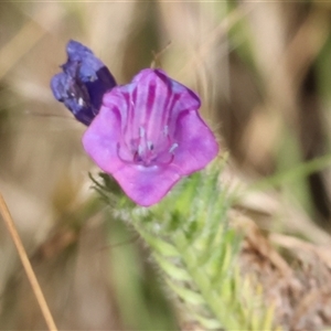 Echium plantagineum at West Wodonga, VIC - 1 Jan 2025 07:50 AM
