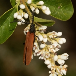 Porrostoma rhipidium at Holt, ACT - 15 Nov 2024 12:47 PM