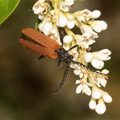 Porrostoma rhipidium at Holt, ACT - 15 Nov 2024 12:47 PM