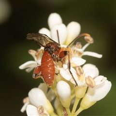 Unidentified Wasp (Hymenoptera, Apocrita) at Holt, ACT - 15 Nov 2024 by AlisonMilton