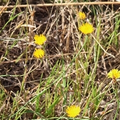 Hypochaeris radicata (Cat's Ear, Flatweed) at West Wodonga, VIC - 1 Jan 2025 by KylieWaldon