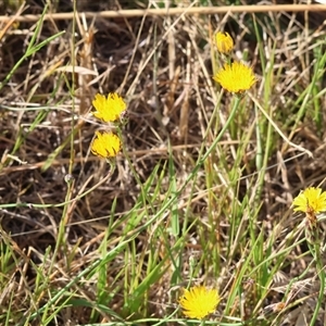 Hypochaeris radicata at West Wodonga, VIC - 1 Jan 2025 07:50 AM