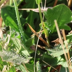 Hypochaeris radicata at West Wodonga, VIC - 1 Jan 2025 07:50 AM