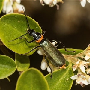 Chauliognathus lugubris at Holt, ACT - 15 Nov 2024