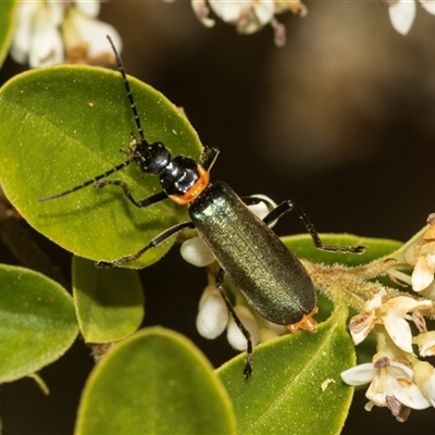 Chauliognathus lugubris (Plague Soldier Beetle) at Holt, ACT - 15 Nov 2024 by AlisonMilton