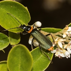 Chauliognathus lugubris at Holt, ACT - 15 Nov 2024