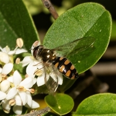 Melangyna viridiceps (Hover fly) at Holt, ACT - 15 Nov 2024 by AlisonMilton