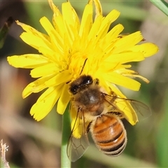 Apis mellifera (European honey bee) at West Wodonga, VIC - 1 Jan 2025 by KylieWaldon