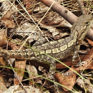 Amphibolurus muricatus at Kambah, ACT - 5 Jan 2025 12:49 PM