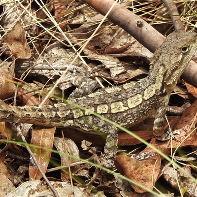 Amphibolurus muricatus (Jacky Lizard) at Kambah, ACT - 5 Jan 2025 by JohnBundock