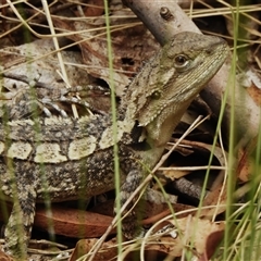 Amphibolurus muricatus at Kambah, ACT - 5 Jan 2025 12:49 PM