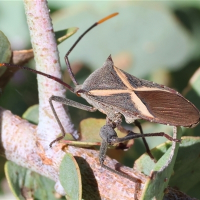 Mictis profana (Crusader Bug) at West Wodonga, VIC - 1 Jan 2025 by KylieWaldon