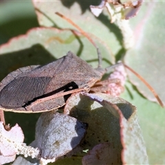 Amorbus (genus) (Eucalyptus Tip bug) at West Wodonga, VIC - 1 Jan 2025 by KylieWaldon