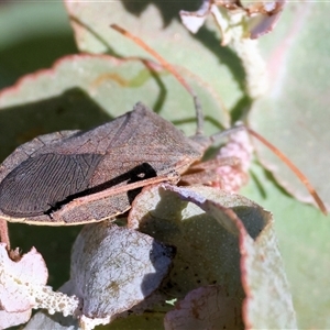 Amorbus sp. (genus) at West Wodonga, VIC - 1 Jan 2025