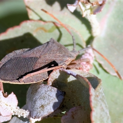 Amorbus sp. (genus) at West Wodonga, VIC - 31 Dec 2024 by KylieWaldon