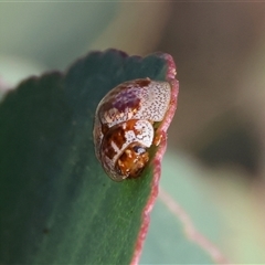 Paropsisterna m-fuscum (Eucalyptus Leaf Beetle) at West Wodonga, VIC - 1 Jan 2025 by KylieWaldon