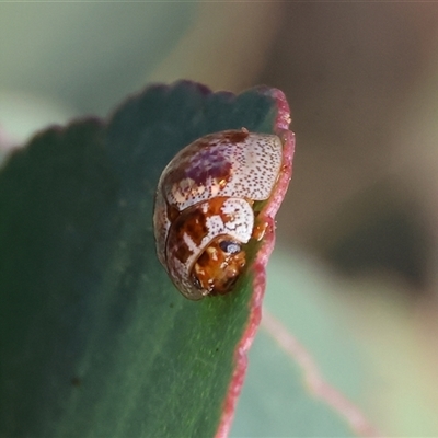 Paropsisterna m-fuscum (Eucalyptus Leaf Beetle) at West Wodonga, VIC - 1 Jan 2025 by KylieWaldon