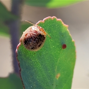 Paropsisterna m-fuscum at West Wodonga, VIC - 1 Jan 2025 07:55 AM