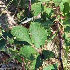 Rubus anglocandicans (Blackberry) at West Wodonga, VIC - 1 Jan 2025 by KylieWaldon