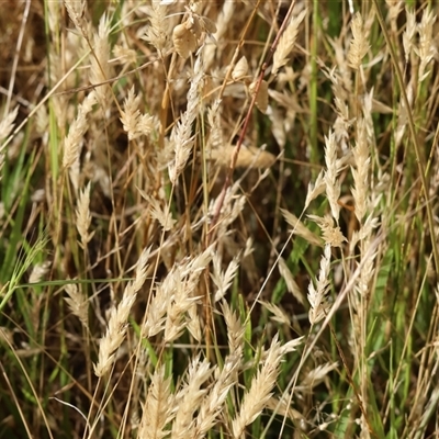 Rytidosperma sp. (Wallaby Grass) at West Wodonga, VIC - 1 Jan 2025 by KylieWaldon