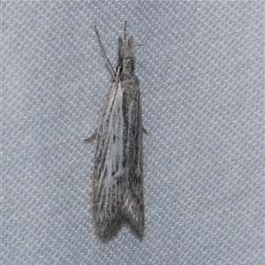 Phryganeutis cinerea at Freshwater Creek, VIC - 25 Apr 2020 12:36 AM
