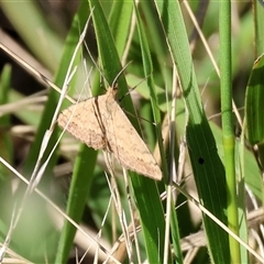 Unidentified Moth (Lepidoptera) at West Wodonga, VIC - 31 Dec 2024 by KylieWaldon