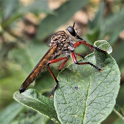 Unidentified Robber fly (Asilidae) at Braidwood, NSW - 5 Jan 2025 by MatthewFrawley