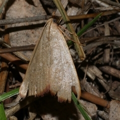 Ocrasa acerasta (A Pyralid moth) at Freshwater Creek, VIC - 24 Apr 2020 by WendyEM