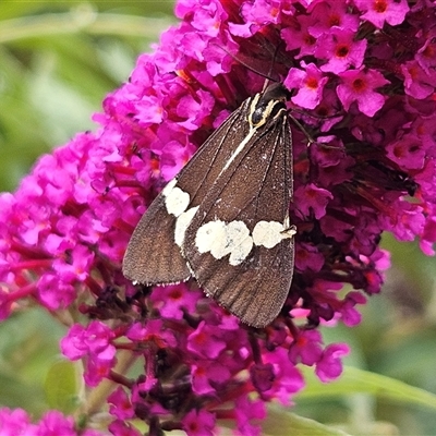 Nyctemera amicus (Senecio Moth, Magpie Moth, Cineraria Moth) at Braidwood, NSW - 5 Jan 2025 by MatthewFrawley