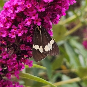 Nyctemera amicus at Braidwood, NSW - 5 Jan 2025