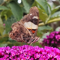 Vanessa itea (Yellow Admiral) at Braidwood, NSW - 5 Jan 2025 by MatthewFrawley