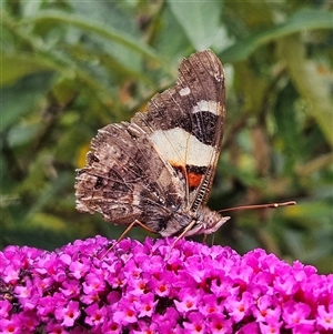 Vanessa itea at Braidwood, NSW - 5 Jan 2025 05:17 PM