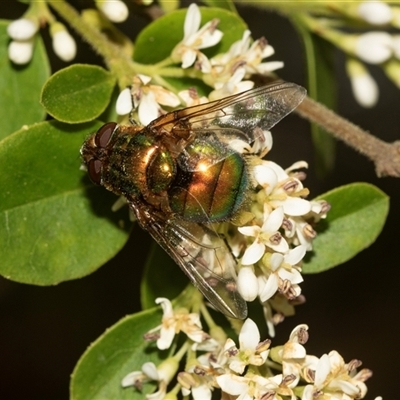 Rutilia (Chrysorutilia) sp. (genus & subgenus) (A Bristle Fly) at Holt, ACT - 15 Nov 2024 by AlisonMilton