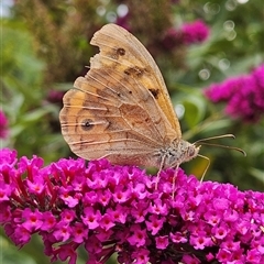 Heteronympha merope (Common Brown Butterfly) at Braidwood, NSW - 5 Jan 2025 by MatthewFrawley