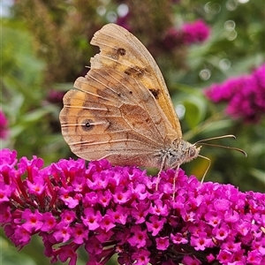 Heteronympha merope at Braidwood, NSW - 5 Jan 2025 05:15 PM