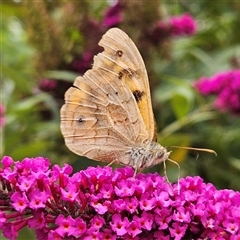 Heteronympha merope at Braidwood, NSW - 5 Jan 2025