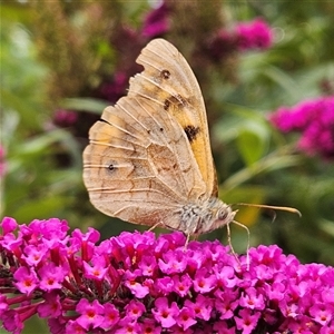 Heteronympha merope at Braidwood, NSW - 5 Jan 2025