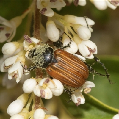 Phyllotocus kingii (Nectar scarab) at Holt, ACT - 15 Nov 2024 by AlisonMilton