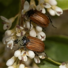 Phyllotocus rufipennis at Holt, ACT - 15 Nov 2024 12:47 PM
