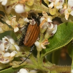 Phyllotocus rufipennis at Holt, ACT - 15 Nov 2024 12:47 PM
