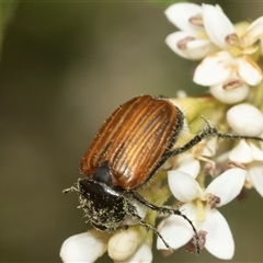 Phyllotocus rufipennis at Holt, ACT - 15 Nov 2024 12:47 PM