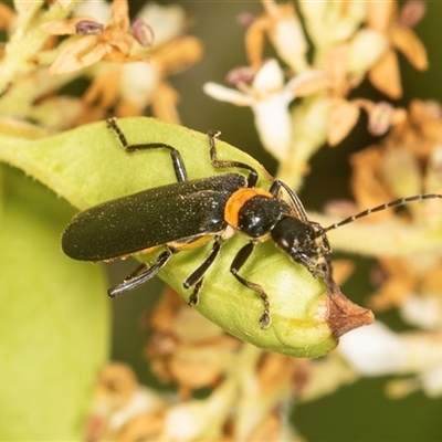 Chauliognathus lugubris (Plague Soldier Beetle) at Higgins, ACT - 15 Nov 2024 by AlisonMilton