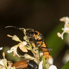 Chauliognathus lugubris at Higgins, ACT - 15 Nov 2024