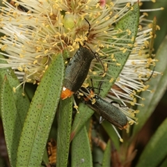 Chauliognathus lugubris at Higgins, ACT - 15 Nov 2024