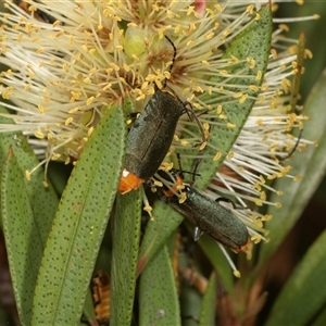 Chauliognathus lugubris at Higgins, ACT - 15 Nov 2024