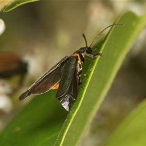 Chauliognathus lugubris at Higgins, ACT - 15 Nov 2024