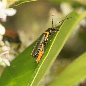 Chauliognathus lugubris at Higgins, ACT - 15 Nov 2024