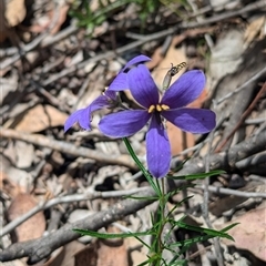 Cheiranthera linearis (Finger Flower) at Rosewood, NSW - 4 Dec 2024 by Darcy