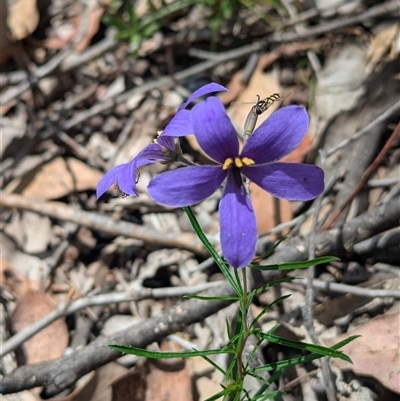 Cheiranthera linearis (Finger Flower) at Rosewood, NSW - 4 Dec 2024 by Darcy